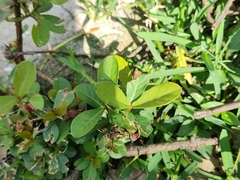 Magnoliopsida
