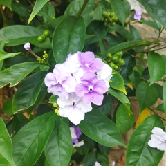 Brunfelsia grandiflora
