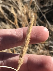 Muhlenbergia frondosa