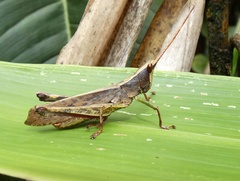 Phaeoparia depressicornis