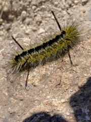 Lophocampa