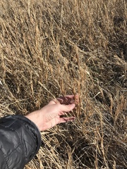 Muhlenbergia frondosa