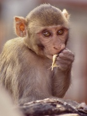 Macaca mulatta