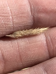 Muhlenbergia frondosa