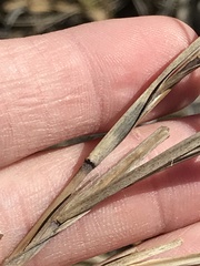 Muhlenbergia frondosa