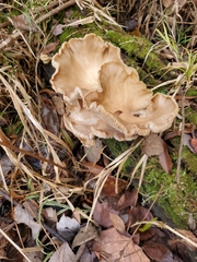 Hohenbuehelia petaloides