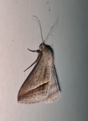 Mocis frugalis