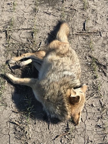 Coyote photographed in Kansas