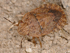 Sciocoris microphthalmus