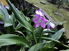 Crinum