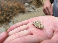 Phrynosoma blainvillii