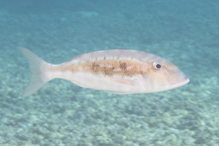Lethrinus rubrioperculatus
