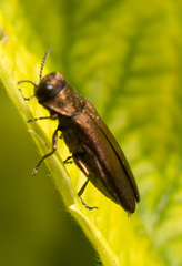Agrilus