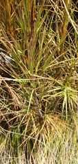 Dracophyllum longifolium