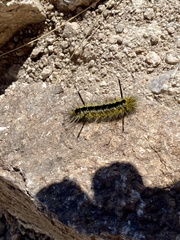 Lophocampa
