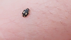 Hyperaspis festiva