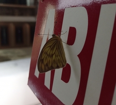 Ascia monuste monuste