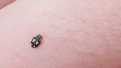 Hyperaspis festiva