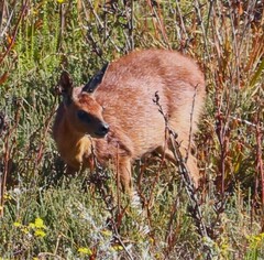 Raphicerus melanotis