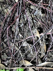 Rieppeleon kerstenii