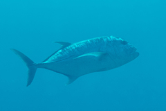 Caranx ignobilis
