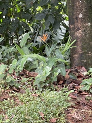 Heliconia psittacorum