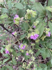Mirabilis