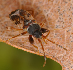 Scolopostethus pilosus
