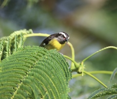 Coereba flaveola bananivora