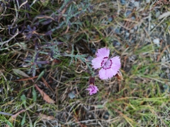 Dianthus plumarius