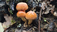 Hypholoma lateritium