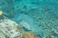 Arothron caeruleopunctatus