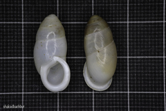 Buliminus lamprostatus