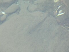 Salmo trutta