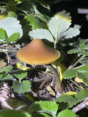 Psilocybe azurescens