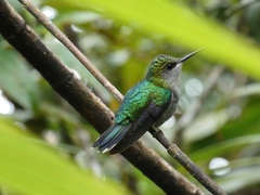 Thalurania