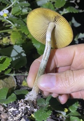 Psilocybe azurescens