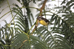 Coereba flaveola bananivora
