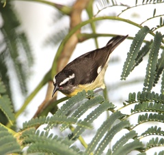 Coereba flaveola bananivora