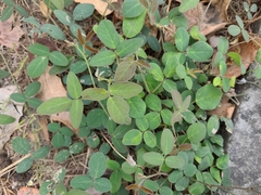 Desmodium scorpiurus