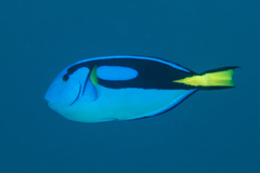 Paracanthurus hepatus