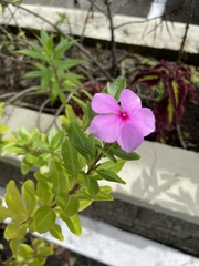 Catharanthus roseus