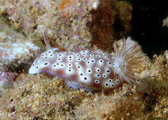 Hypselodoris tryoni