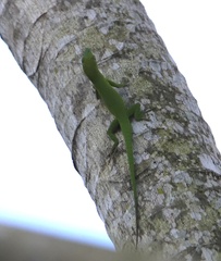 Anolis callainus