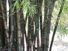 Bambusa balcooa