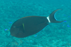 Acanthurus nigricauda