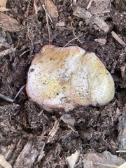 Butyriboletus querciregius