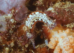 Hypselodoris decorata