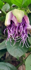 Passiflora quadrangularis