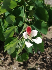 Bauhinia monandra image